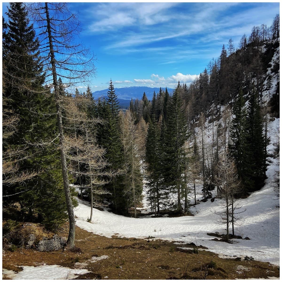 Forest slope with melting snow, evergreen trees, and distant mountains under a blue sky.