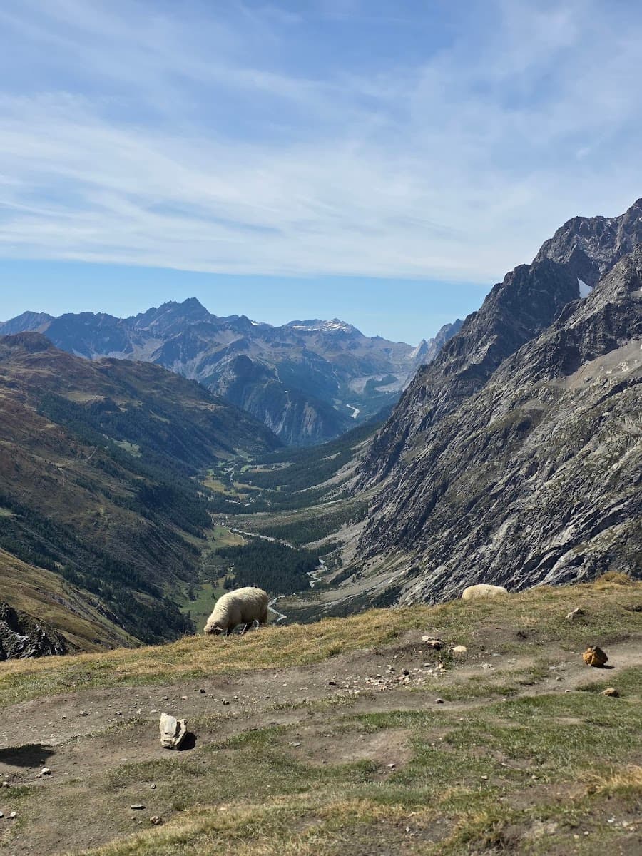Sheep grazing on grassy slope overlooking deep alpine valley with rugged mountains
